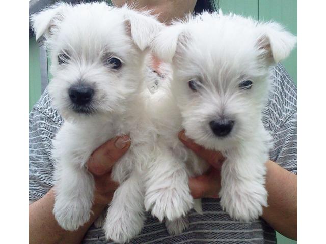 Photo Chiots Westies /West Highland White Terrier image 2/3