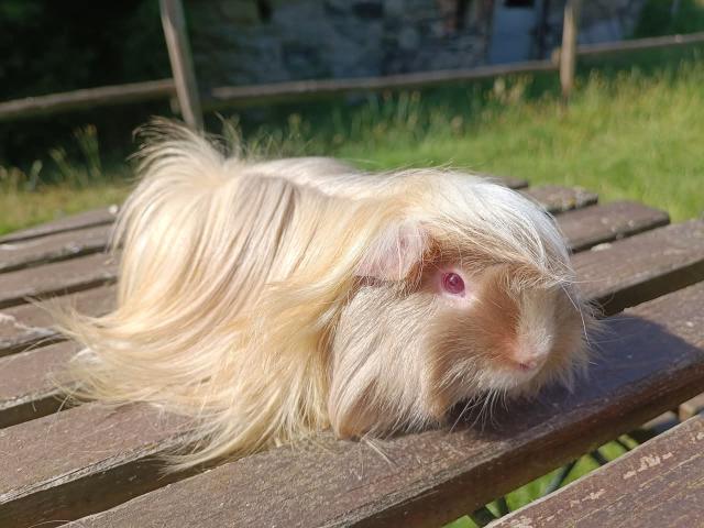 Photo Cochon d'Inde - cobaye image 2/2