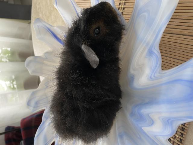 Photo Cochon d Inde style Teddy image 2/3