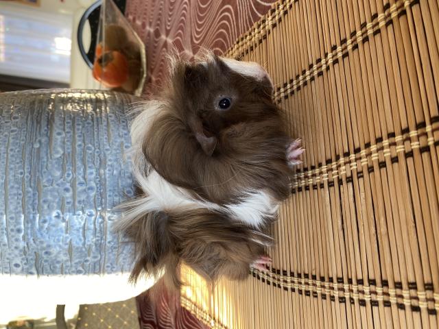 Photo Cochon d’Inde male(2) image 2/4