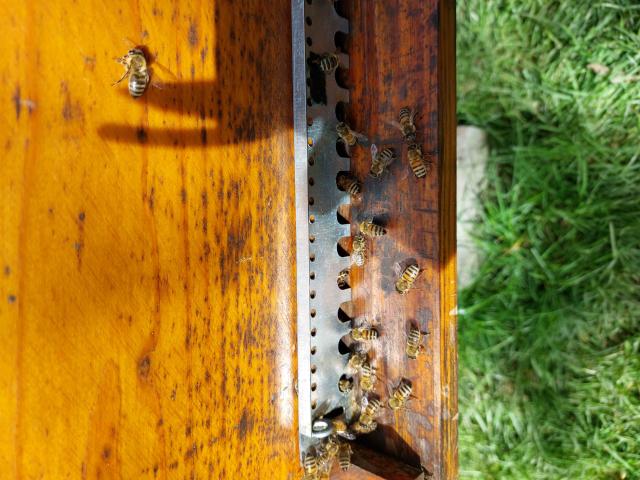Photo colonies d'abeilles en production   reine 2024 image 2/3