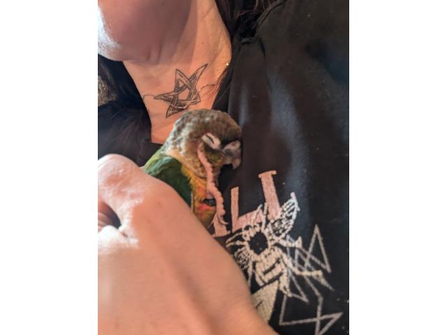 Photo Conure jeune 2025 eam image 2/3