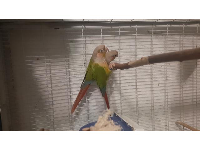 Photo Conure molinea image 2/4