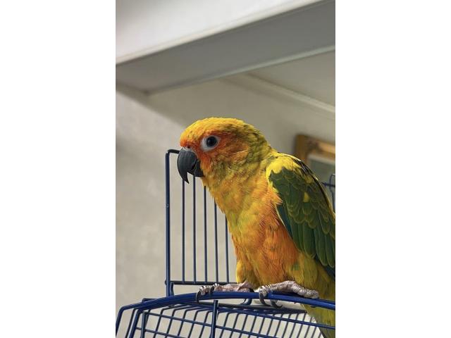 Photo Conure Soleil image 2/2