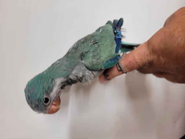Photo conure veuve image 2/4
