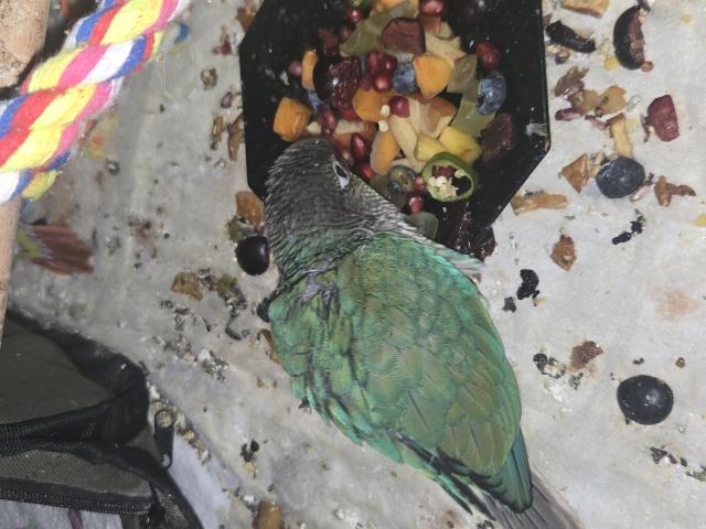 Photo Conures EAM image 2/4