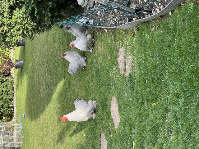 Photo Cop de Pekin gris perle image 2/3