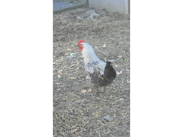 Photo Coq image 2/2
