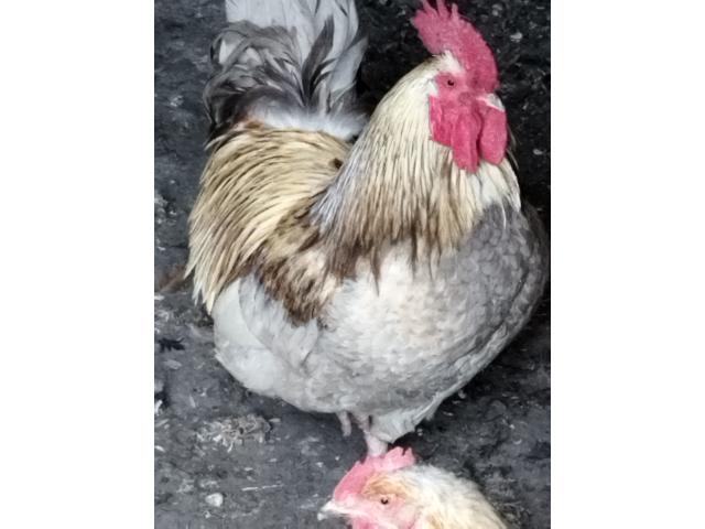 Photo Coq image 2/6
