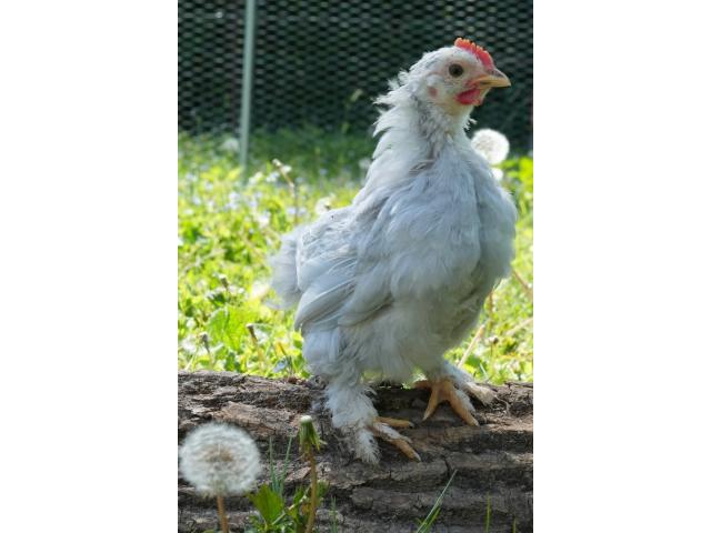 Photo Coq à donner image 2/3