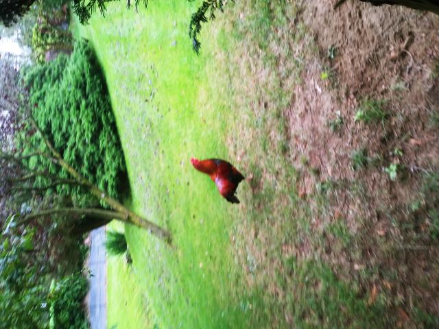 Photo Coq araucana à donner image 2/2