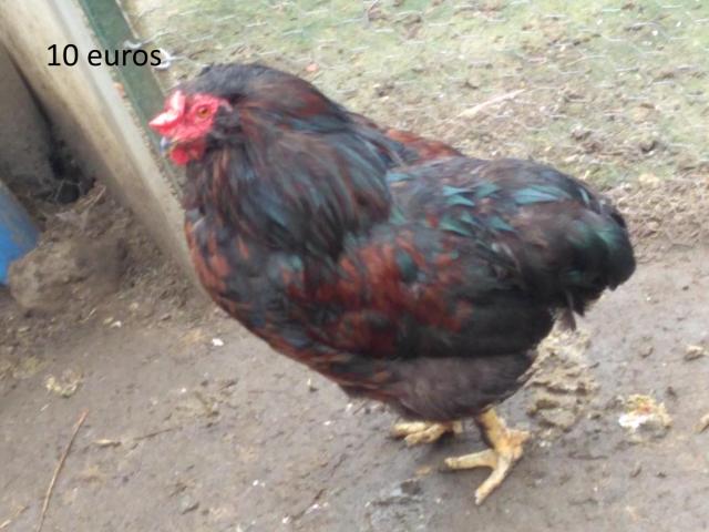 Photo coq araucanas image 2/2