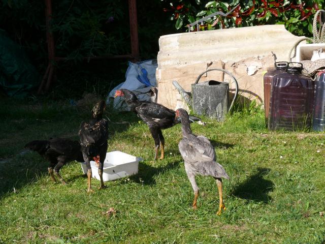 Photo Coq Aseel à adopter image 2/4
