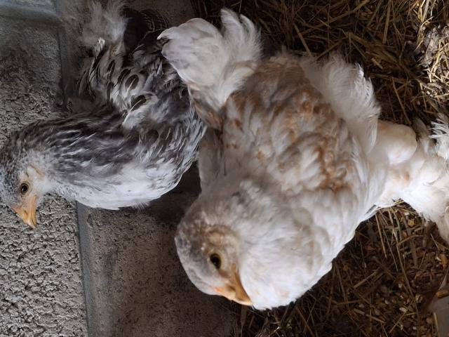 Photo Coq brahma image 2/2