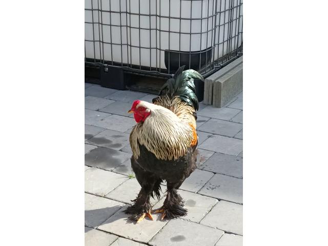 Photo Coq Brahma élevé (9 mois) à donner image 2/6