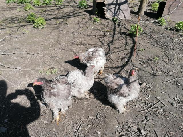 Photo coq cochin gris perle image 2/3
