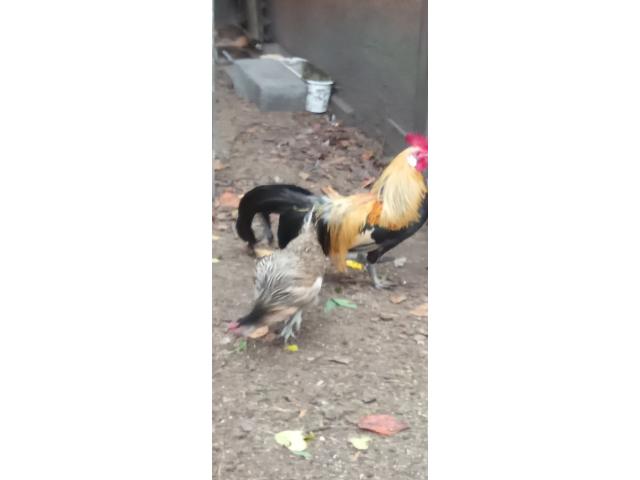 Photo Coq et poule rasse phoenix image 2/4