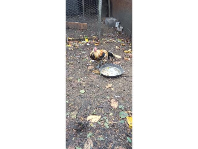 Photo Coq phoenix image 2/2