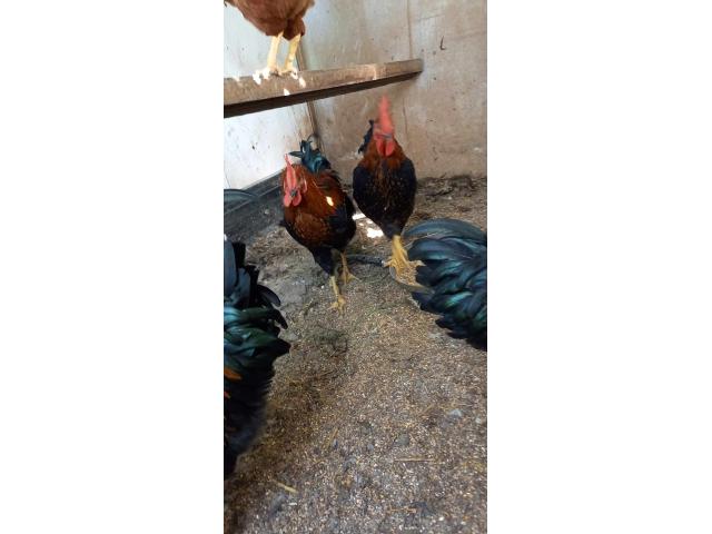 Photo Coq race Harko image 2/5