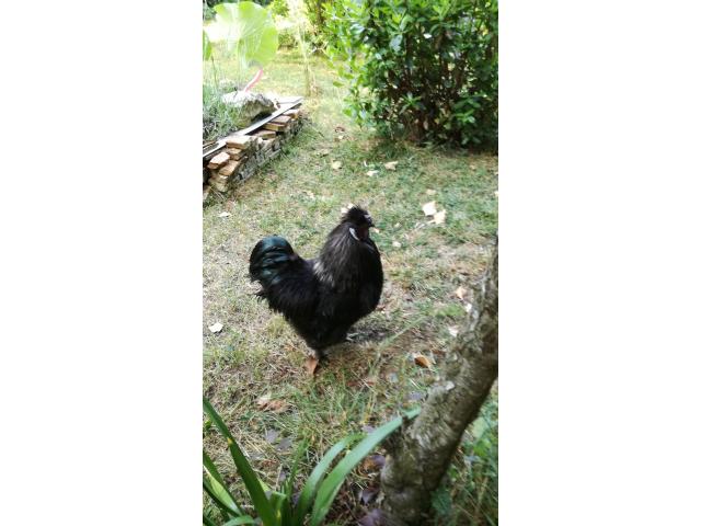 Photo Coq soie image 2/4