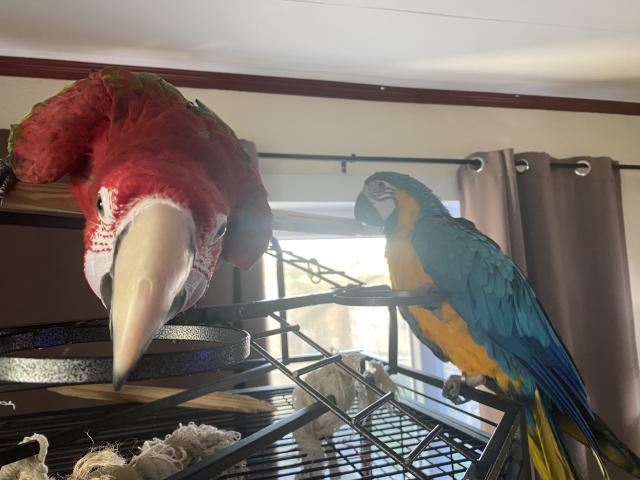 Photo couple d'aras et leur cage image 2/4