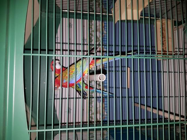 Photo couple d omnicolors  avec leur cage image 2/4