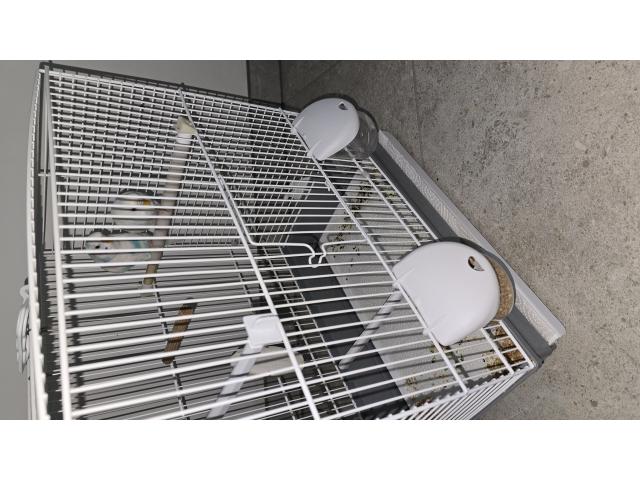 Photo Couple de perruches ondulés image 2/3