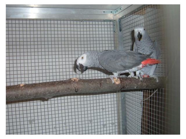 Photo couple gris de gabon image 2/3