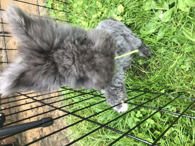 Photo Couple lapin angora anglais image 2/3