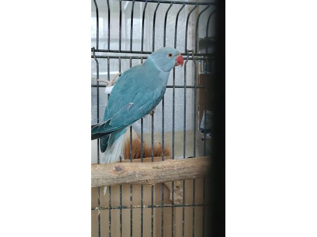 Photo Couple Perruche a collier image 2/3