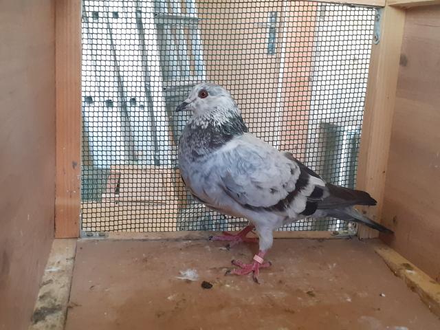 Photo COUPLE PIGEONS ADULTES image 2/2