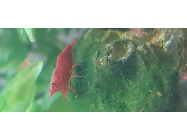 Photo Crevettes red cherry image 2/3