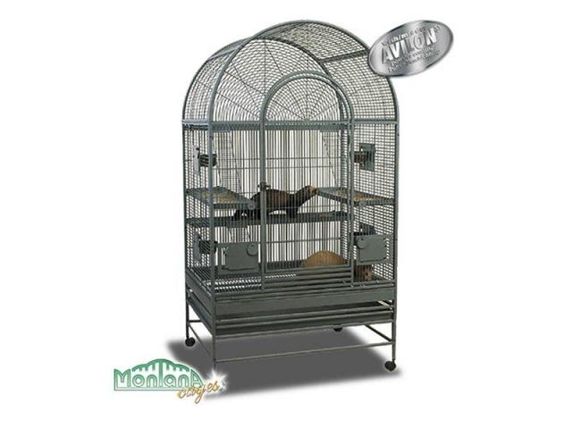 Photo Degu Miami