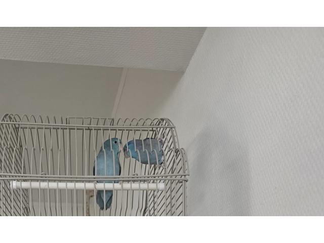 Photo Deux touis celestes image 2/3