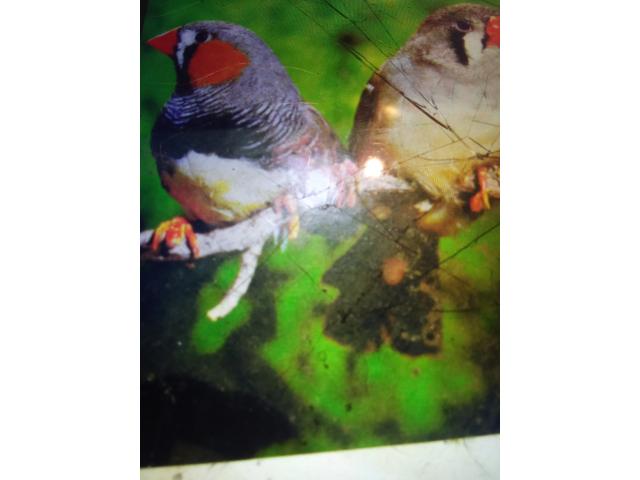 Photo Diamant mandarin image 2/2