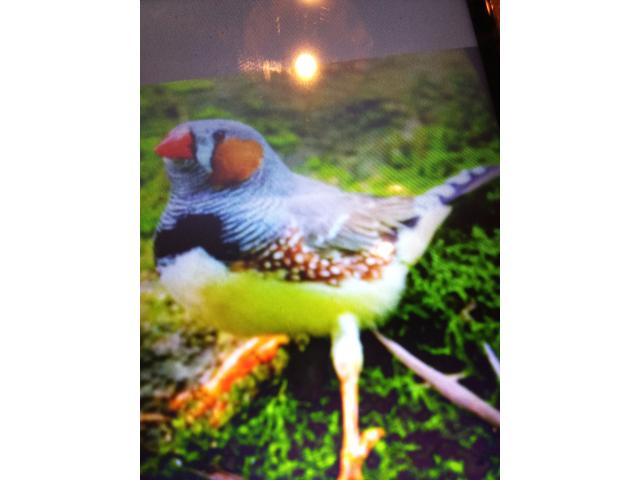 Photo Diamant mandarin image 2/2