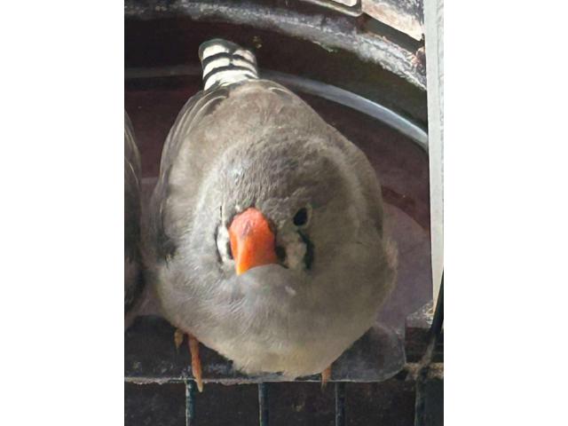Photo diamant mandarin image 2/2