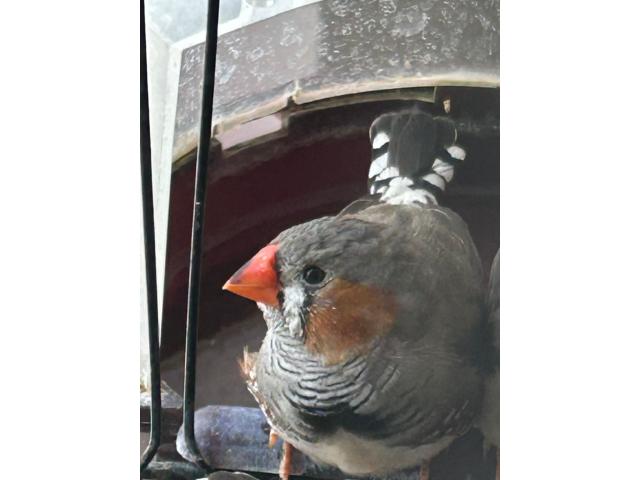 Photo Diamant mandarin image 2/5