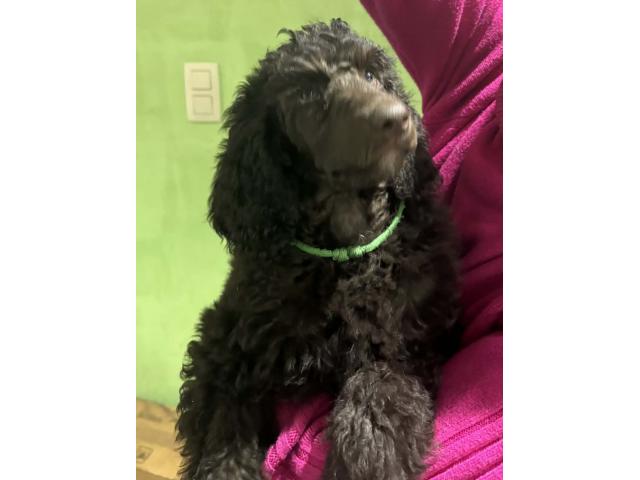 Photo disponible  chiots caniches royal image 2/3