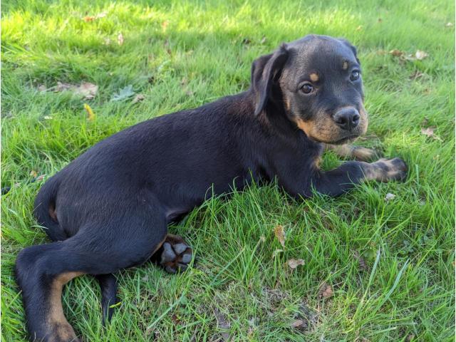 Photo Disponible Chiots Rottweiler image 2/3