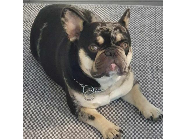 Photo Disponible pour saillie bouledogue français image 2/2