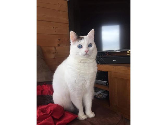 Photo Donne chatte image 2/3