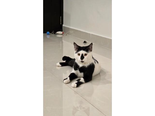 Photo Donne trés beau chat male de 1 an image 2/2