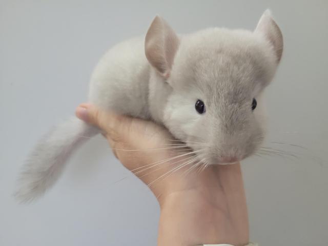 Photo Duo bébé chinchilla chocolat homozygote elevage familial serieux image 2/5