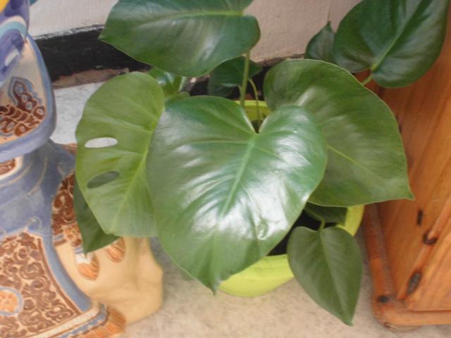Photo échange plante phylodendron monstera image 2/2