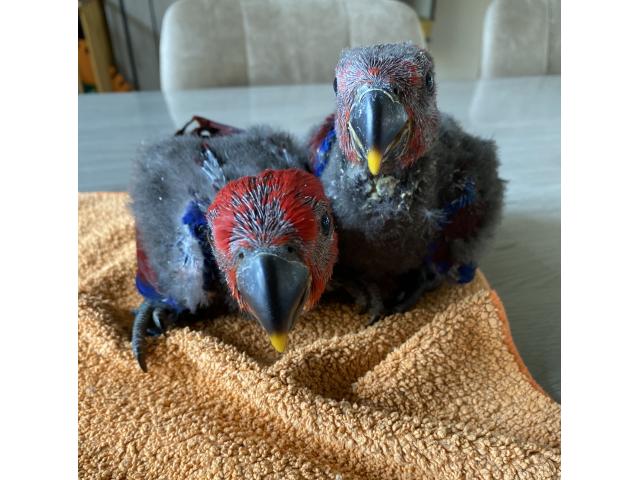 Photo ECLECTUS APPRIVOISER EAM 2025 image 2/6
