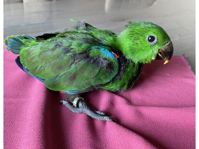 Photo Ecletus Apprivoiser Eam image 2/6