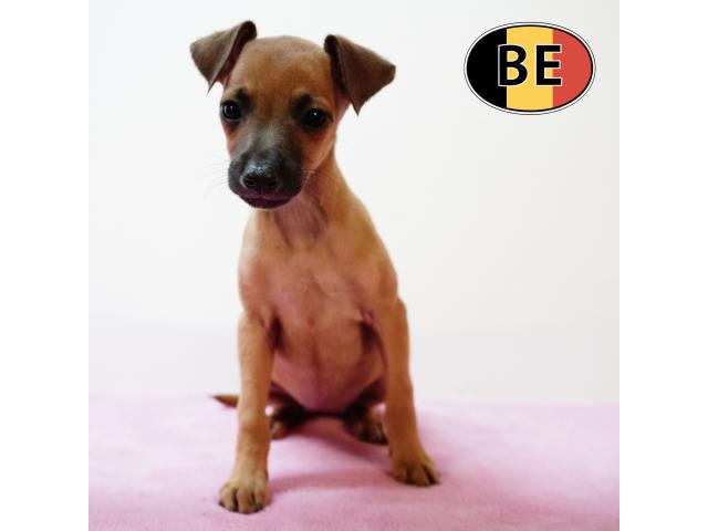 Photo Elégants chiots Petit Levrier Italien à vendre image 2/6