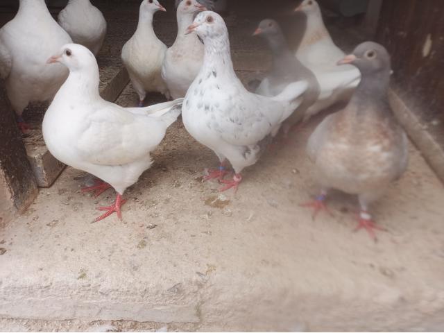 Photo Elevage de pigeons TEXANS autosexables image 2/5