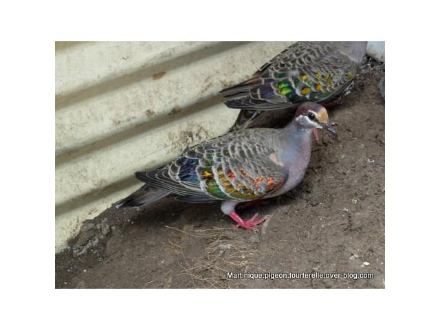 Photo Elevage pigeon colombe et tourterelle image 2/4